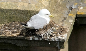 Kittiwake-Premier-Inn-9th-June-19-FI-nesting