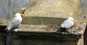 Kittiwake-Premier-Inn-9th-June-19-nesting