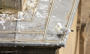 Kittiwake-Premier-Inn-9th-June-19-on-AS