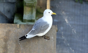 Tyne-Kittiwake-March-2019