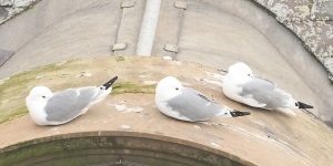 Tyne-Kittiwakes-sleeping-Newcastle-tw