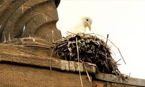 Kittiwake-Guildhall-3-June-19-2nd-nest-FI