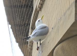 Kittiwake-inspection-3-June-19-Guidlhall