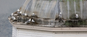 Kittiwakes-diary-Newcastle-Clocktower-27-May-19