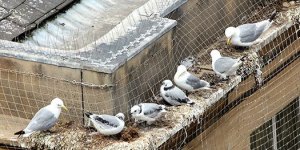 Nesting-birds-Newcastle-Quayside