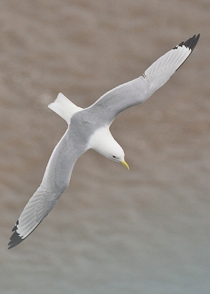 1_Kittiwake-b