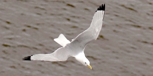 20th-July-2020-Tyne-Kittiwake-flight-tw