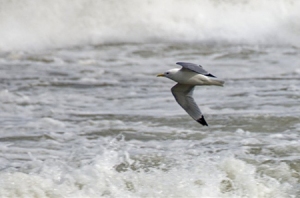 David-Hirst-Kittiwakes