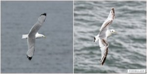 David-Hirst-july-19-Kittiwakes-Tyne