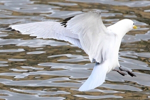 KIttiwake-landing-5th-May-19