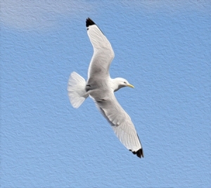 Kittiwake-1-art-12th-May-19
