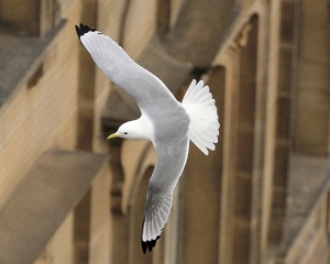 Kittiwake-Newcastle-9-April-19-Quayside-1
