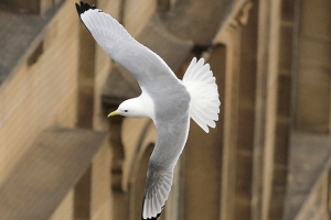 Kittiwakes in flight