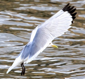 Kittiwake-landing-2-5th-May-19