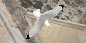 Kittiwake2-tw