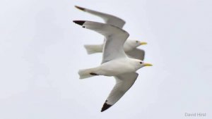 Kittiwakes-North-Shields-David-Hirst-24-May-2020