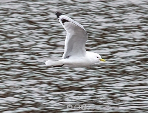 Paul-Lynch-Kittiwake-2