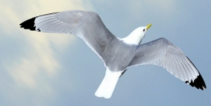 Tyne-KIttiwake-Newcastle-Gateshead