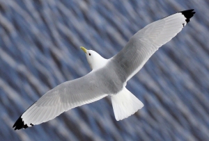 Tyne-Kittiwake-9th-April-19-Newcastle-2