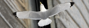 Tyne-Kittiwake-Newcastle-Quayside