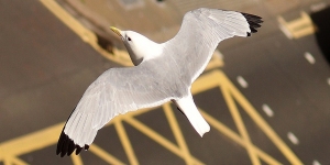 Tyne-Kittiwake-flight-20th-July-2020-tw