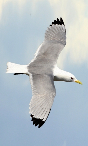 Tyne-Kittiwakes-22-April-19-photo