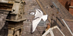 juv-Kittiwake-20th-July-2020