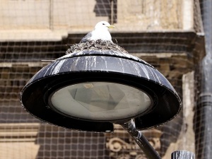 5th-July-Tyne-Kittiwakes-Lamp-post-Newcastle-Quayside-gallery