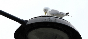 KIttiwakes-Street-LIght-2019