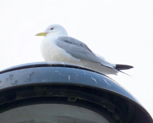 Kittiwakes on Street Lighting