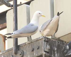 Tyne-KIttiwakes-Newcastle-Street-Lights-1