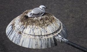 Tyne-Kittiwake-Newcastle-Quayside-light-nest-img1