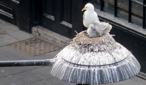 Tyne-Kittiwakes-Lophophanes-Lamp-Post-Chicks