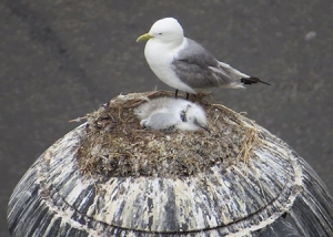 Tyne-Kittiwakes-nest-lighting-Newcastle