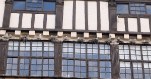 Beesie-Surtees-tyne-kittiwakes-2022-a