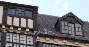 Beesie-Surtees-tyne-kittiwakes-2022-c