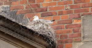 1-Ferry_Mews-North-Shields-best-nest-2021-by-Paul-Buskin