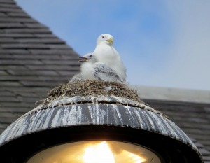 2-Street-Light-by-Lophophanes