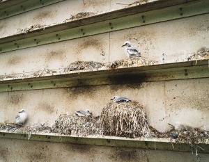 3-Kittiwake-Tower-Photo-from-Wild-Intrigue