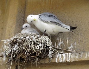 4-Guildhall-by-Lophophanes-best-nest-2021