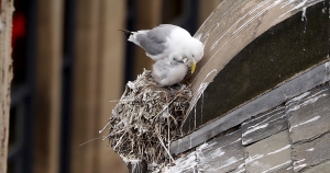 5-Quayside-Building-Newcastle-best-nest-2021-by-Paul-Buskin