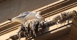 6-Queen-Street-best-nest-2021-by-Paul-Buskin
