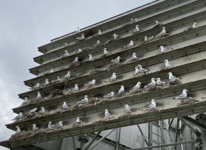 Kittiwake-Tower-1-Andy-Rickeard-03-5th-July-2021