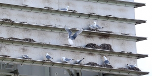 Kittiwake-Tower-13-Mar-21-img-1-tw