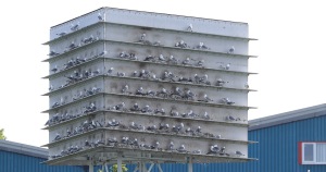 Saltmeadows-Tower-Tyne-Kittiwakes-Gateshead-Colony-2022-a