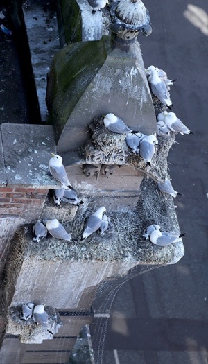 5th-July-Lombard-House-Tyne-Kittiwakes-Newcastle-Quayside-gallery