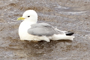 Kittiwakes on the River