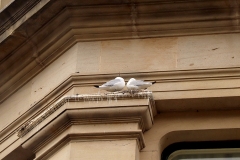 Tyne-Kittiwakes-2nd-April-2024-d