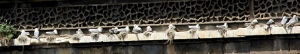 Railway-Bridge-Kittiwakes-Newcastle-diaryn