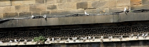 Railway-Bridge-Kittiwakes-Newcastle-slider-n